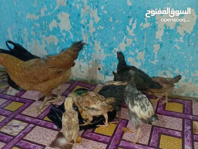 دجاجة عرب بياضة وراها 7افراخ