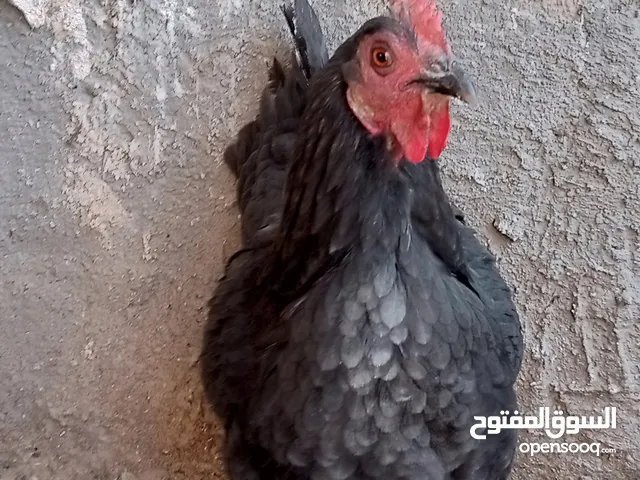 مطلوب بلبل وحشي طايح فحل كون قريب على حي الرساله