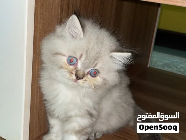 كيتن هملايا ذكر للبيع kitten