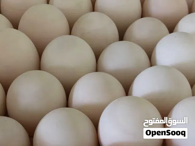 دجاج مزارع بيض كل يوم