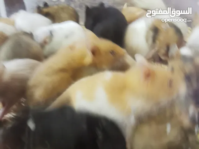 هامستر سوري للبيع انق جميل