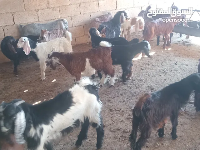 جديان وسخلات