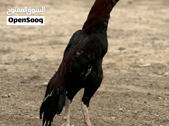 طير باكستاني