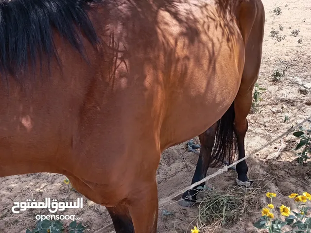 حصان عمره 5 سنوات