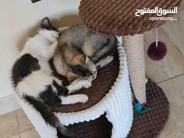 لقطة الموسم خاصة للي بحبوا القطط المرحة.. قطين ذكر للبيع مع بعض و كامل اغراضهم
