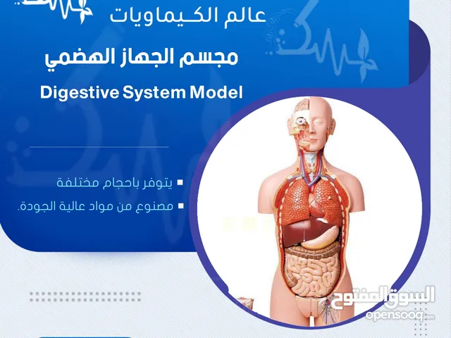 مجسم الجهاز الهضمي - Digestive System Model