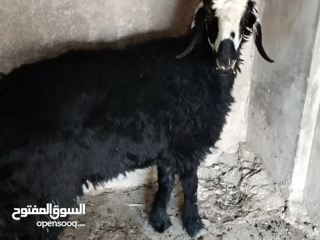عبوره نجديه