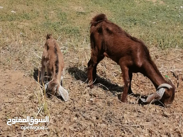 3 معزات صغار والدة وعشرة