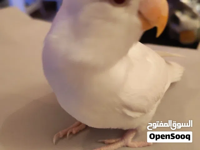 طير حب ألبينو