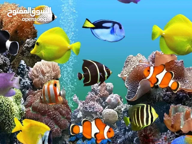 مطلوب سمك للبيع / wanted fish for sale