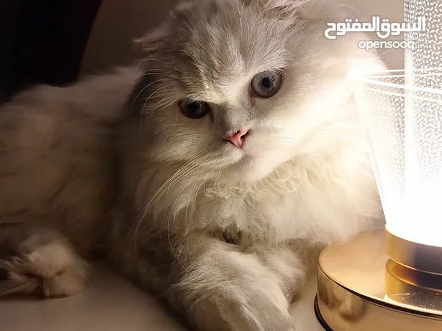 قطة سكوتش فولد للتبني في بغداد