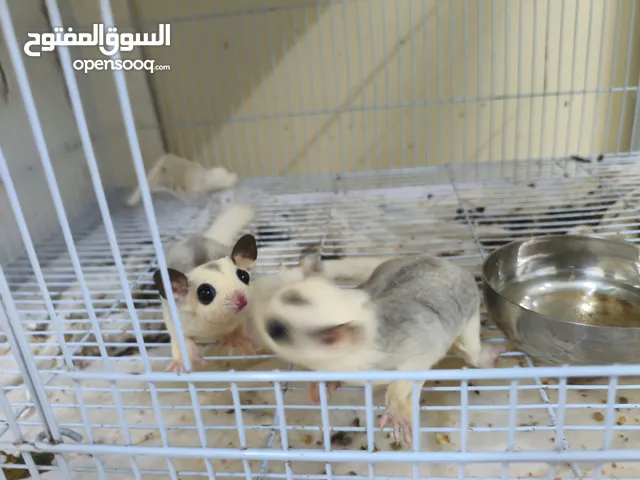 متوفر شوقر قلايدر "السنجاب الطائر"