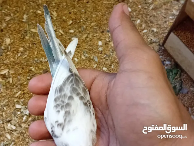 للبيع فرخ طيور حب استرالي انتاج عندي