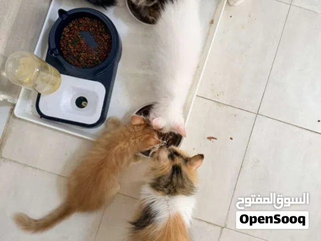 قطط شيرازي مع الام للبيع