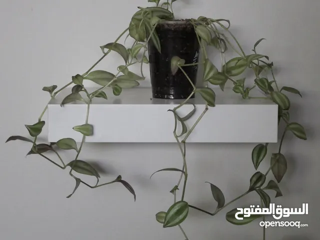 Available in the Eastern Province - متوفر في الشرقيه