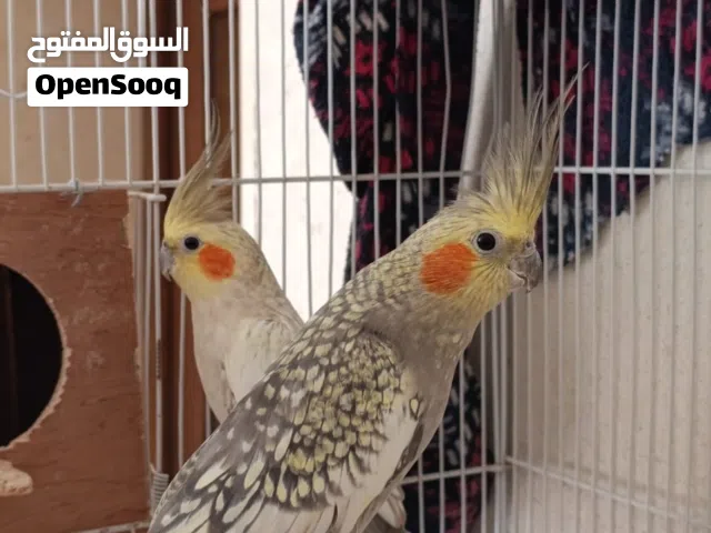 عصفير كوكتيل