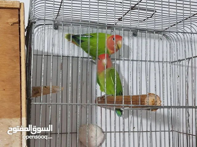 كوبية روز للبيع شوف الوصف ........................