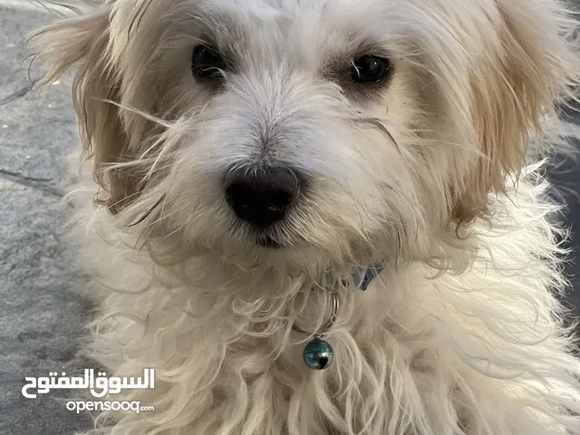 جرو مالتيز العمر 3 شهور بسعر حرق