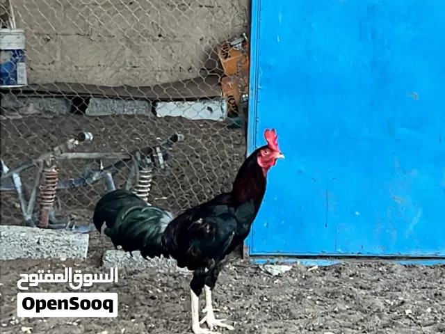 ديك تهجين باكستاني طير لضرابه او نسل يوجد فرق