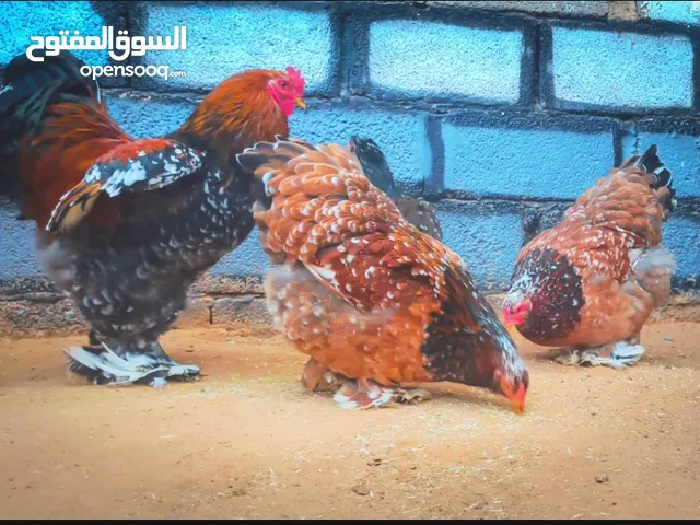 كوبية زهري بورسلان درجه اولة لا قوه الا بالله 3دجاجات وفروج المكان الخمس