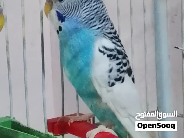 زوز دكوره باندا