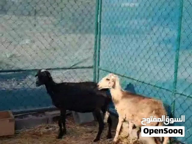 جعد حلوات لي تربيه قراء الاستماره تحت تواصل مع صاحب الحلال رقمه في الاستماره