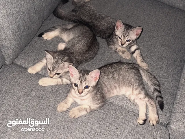 للتبني قطوة