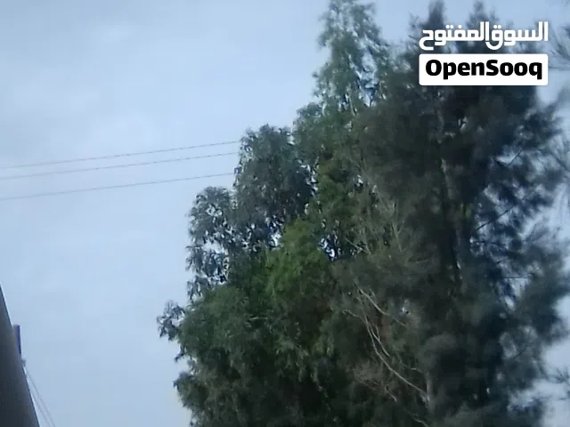 8 خرفان و 17 حولية