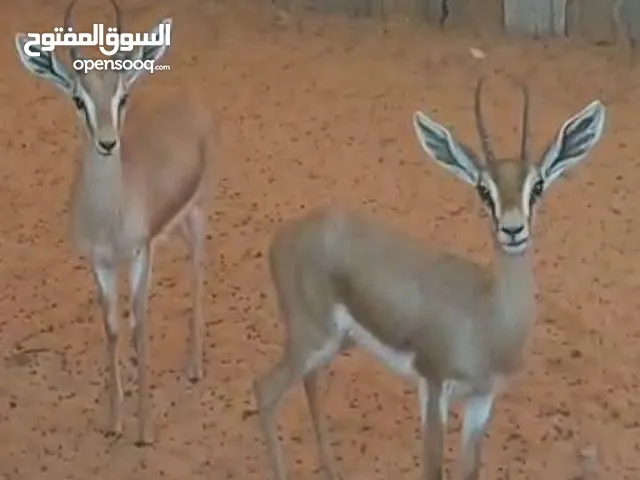 ذكر وانتي غزال