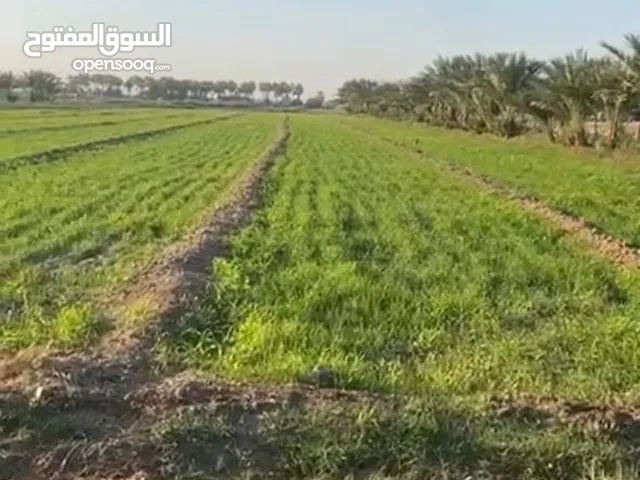 للبيع بستان معى دارين مساحة البستان 8 دونم يوجد في البستان 103 نخل حمال