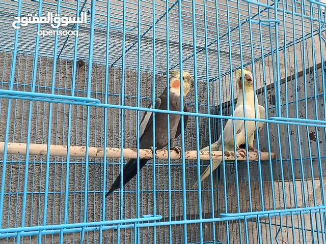 طيره وفحل كوكتيل وياهن قفصهن 60