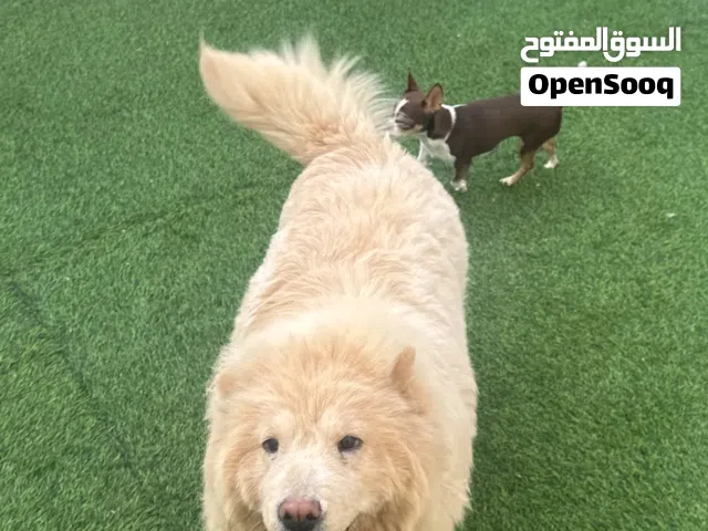 تشاو تشاو +تشيواو