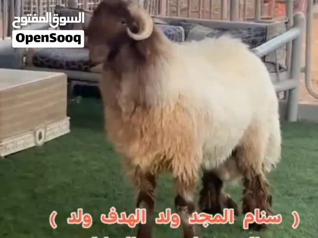 كبش فحل جذع للبيع نسل طيب وسلالة مميزة