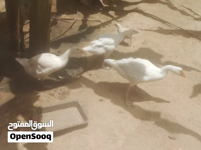I will sell three ducks
