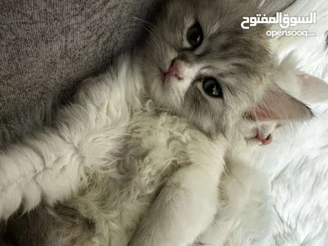 شيرازي بيور للبيع بسعر مغري