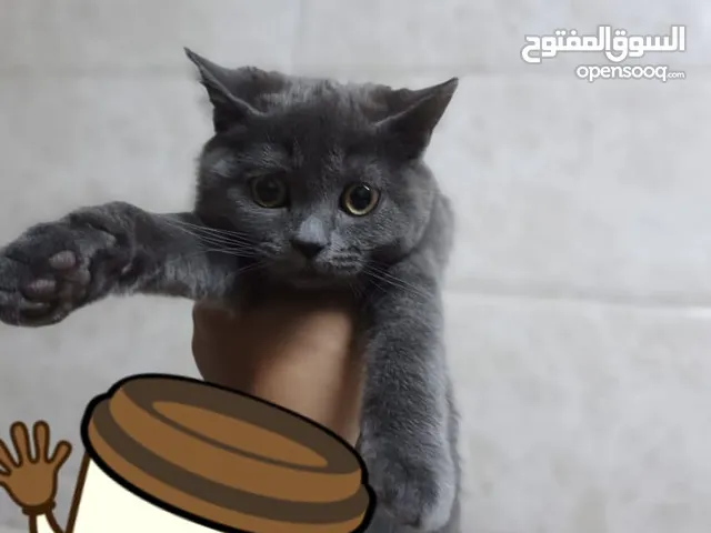 سكوتش ستريت من ام واب سكوتش صنف عالي
