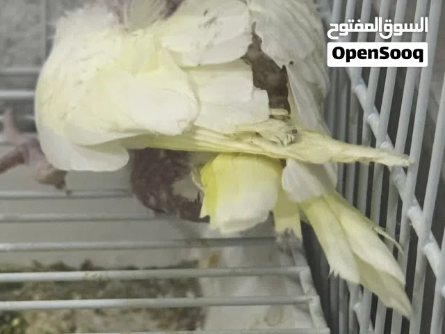 فرخ كوكتيل لاتينو عيون حمرا