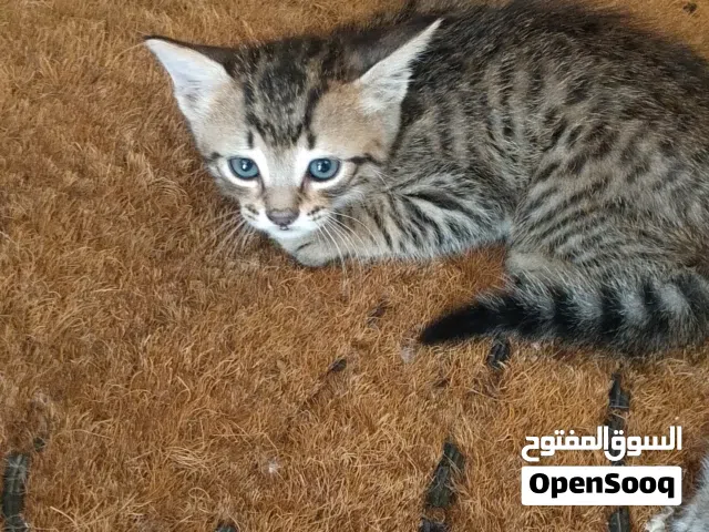 150 m2 2 Bedrooms Townhouse for Rent in Tripoli Al-Hadaba'tool Rd
