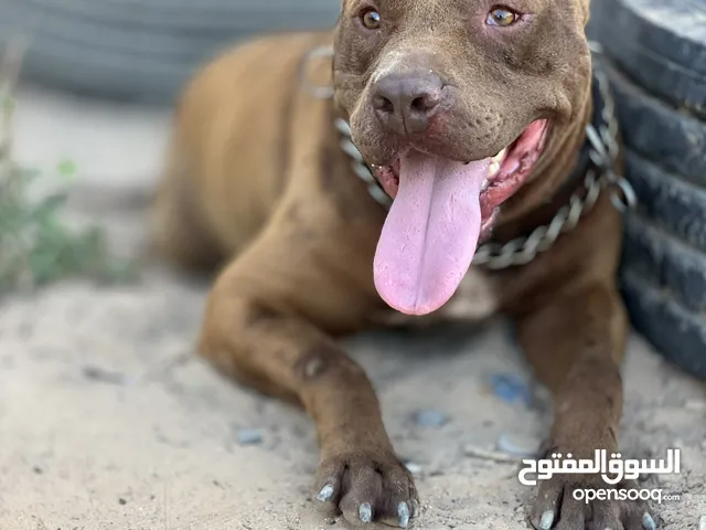 متاح الفحل (diago) للتكسيب لـ عنده كلبة واتيه يتصل