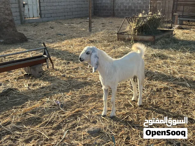 للبيع تيس تهجين باكستاني
