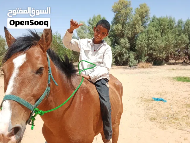 حصان دمه 86 طايب مع الشاري مانقصر طايب سرج او سيله يلهد او طايب او هادى ماشاء الله القر الوصف تحت