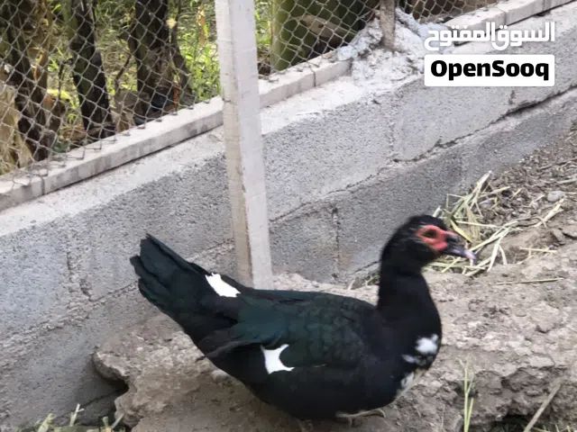 بط مصري للبيع