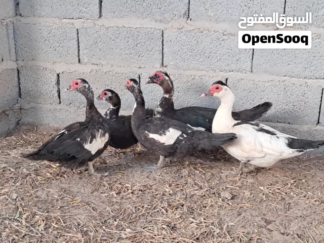 ذكر و 4 أناتي بط للبيع مكان مصراتة