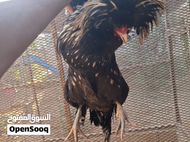 ديكين بانكس للبيع