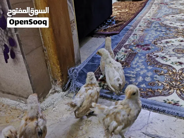 افراخ اسباني نمري للبيع