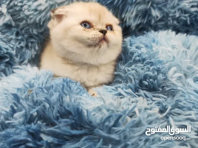 ذكر سكوتش فولد سلفر ششدد العمر 55 يوم