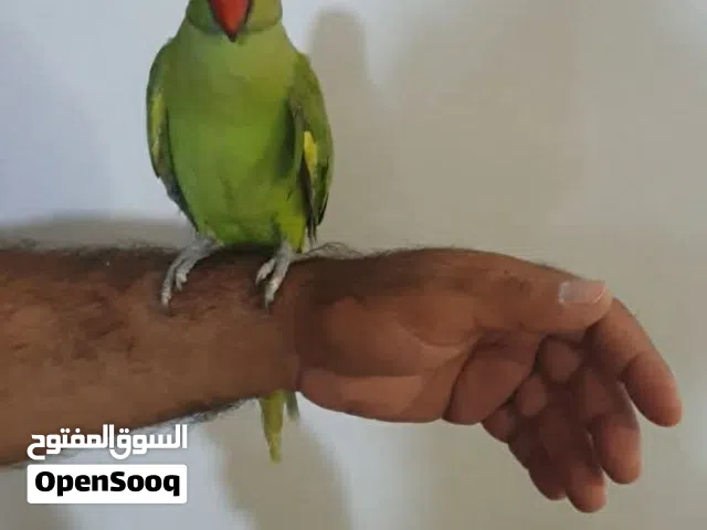 130 الف قفل قفل