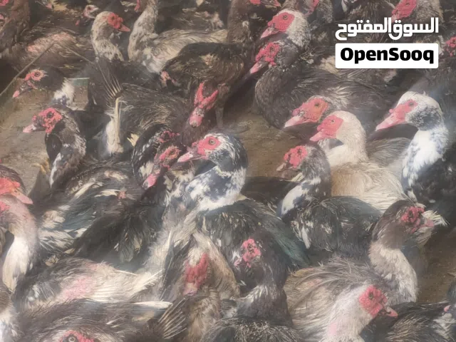 مشاتل ودواجن بهجه أنواع دواجن