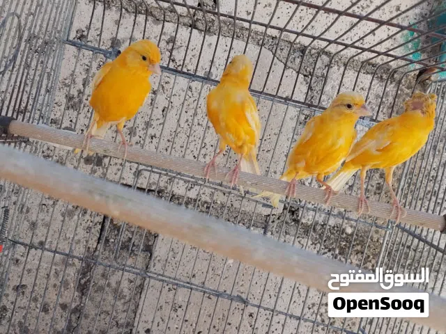 ذكور كنار للبيع