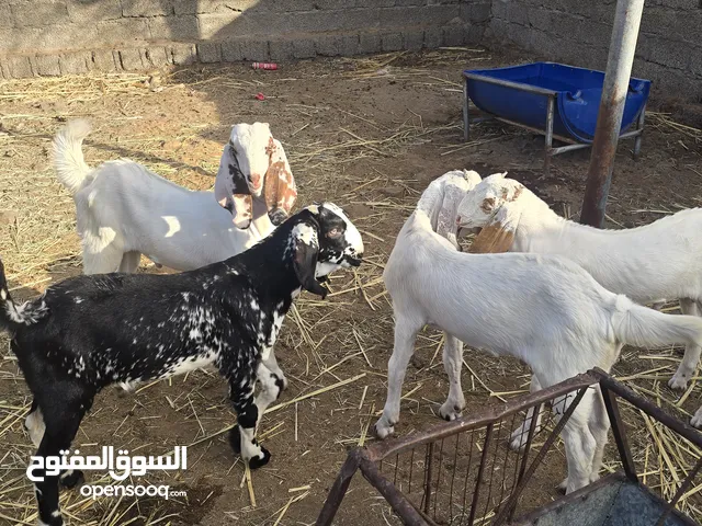 للبيع سخلان باكستانيه لعدد 4